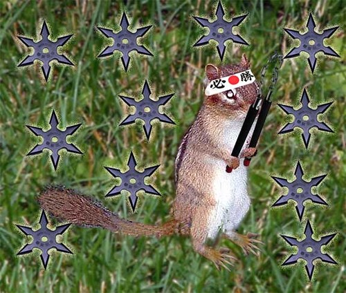 ninja%20chipmunk.jpg